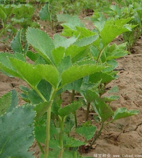 <a href='http://m.wuzhouwash.com/yaocaizhongzi/2339.html' target='_blank'>白芷種子</a>