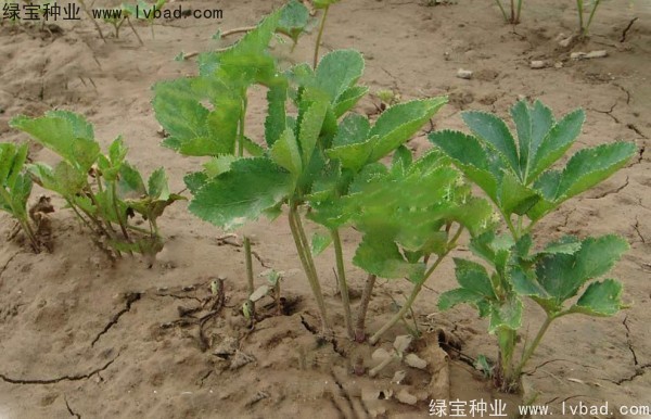 <a href='http://m.wuzhouwash.com/yaocaizhongzi/2339.html' target='_blank'>白芷種子</a>