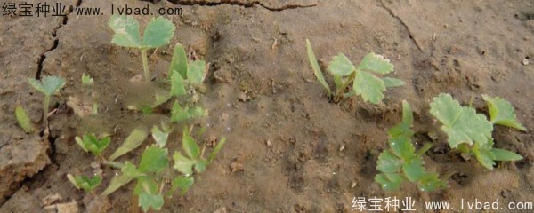 白芷<a href='http://m.wuzhouwash.com/' target='_blank'>種子</a>