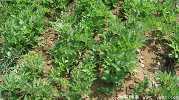 <a href='http://m.wuzhouwash.com/yaocaizhongzi/2339.html' target='_blank'>白芷種子</a>