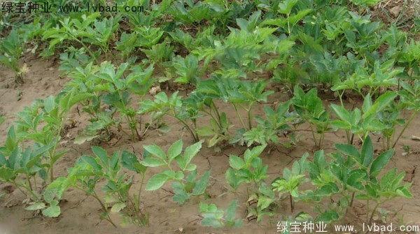 <a href='http://m.wuzhouwash.com/yaocaizhongzi/2339.html' target='_blank'>白芷</a><a href='http://m.wuzhouwash.com/' target='_blank'>種子</a>