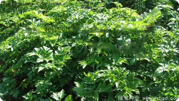 白芷種子