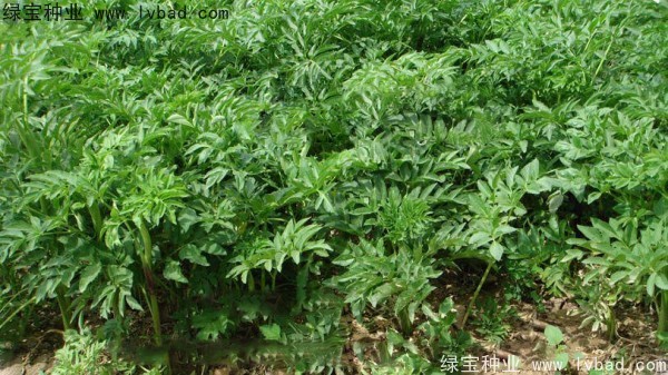 白芷種子