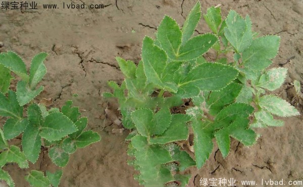 <a href='http://m.wuzhouwash.com/yaocaizhongzi/2339.html' target='_blank'>白芷</a><a href='http://m.wuzhouwash.com/' target='_blank'>種子</a>