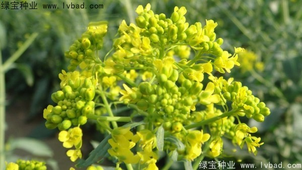 <a href='http://m.wuzhouwash.com/yaocaizhongzi/2340.html' target='_blank'>板藍根種子</a>
