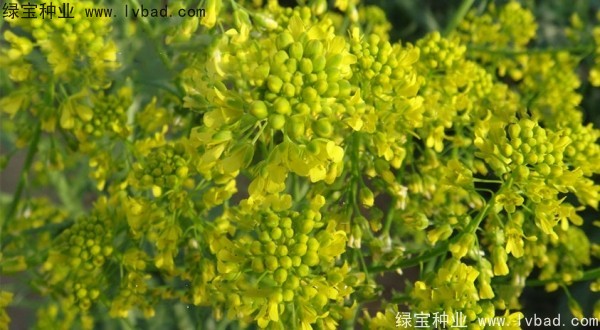 板藍(lán)根種子