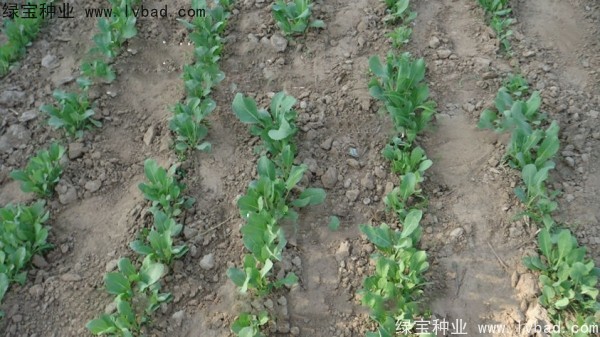 <a href='http://m.wuzhouwash.com/yaocaizhongzi/2340.html' target='_blank'>板藍(lán)根種子</a>