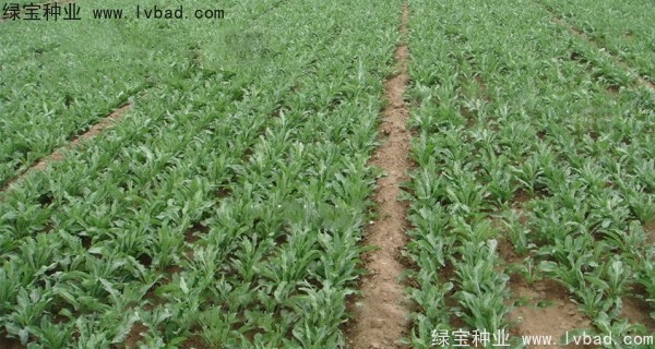 板藍(lán)根<a href='http://m.wuzhouwash.com/' target='_blank'>種子</a>