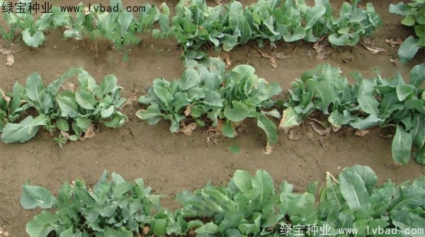 板藍(lán)根<a href='http://m.wuzhouwash.com/' target='_blank'>種子</a>