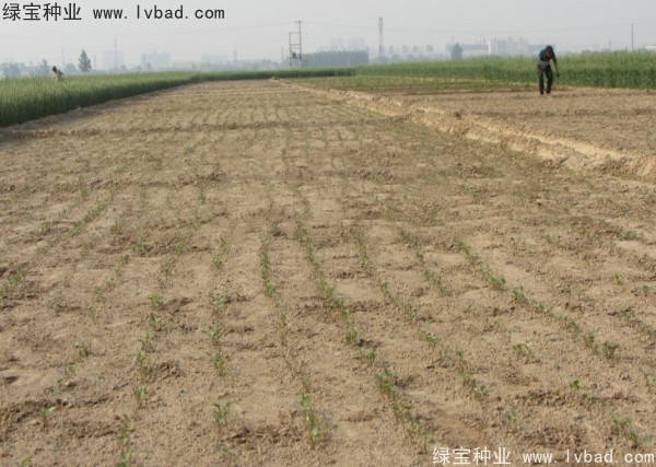 <a href='http://m.wuzhouwash.com/yaocaizhongzi/2342.html' target='_blank'>北沙參</a><a href='http://m.wuzhouwash.com/' target='_blank'>種子</a>