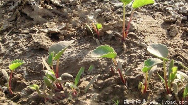 <a href='http://m.wuzhouwash.com/yaocaizhongzi/2342.html' target='_blank'>北沙參種子</a>