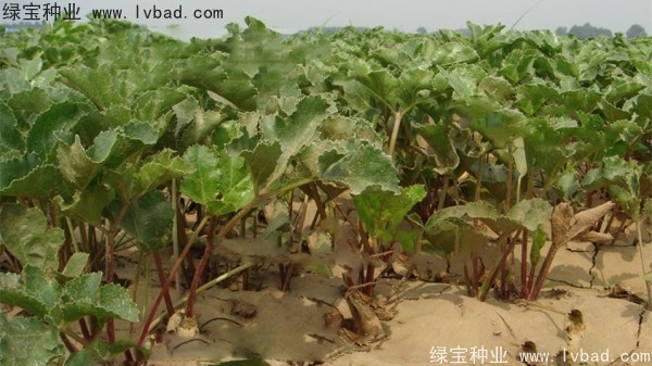 北沙參<a href='http://m.wuzhouwash.com/' target='_blank'>種子</a>