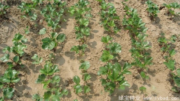 <a href='http://m.wuzhouwash.com/yaocaizhongzi/2342.html' target='_blank'>北沙參種子</a>