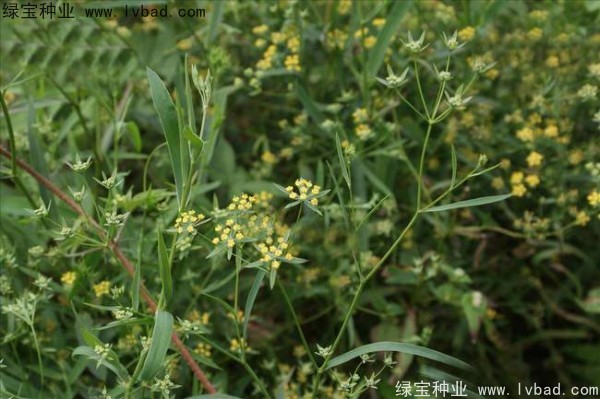 <a href='http://m.wuzhouwash.com/yaocaizhongzi/2343.html' target='_blank'>柴胡種子</a>