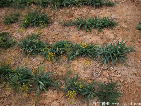 <a href='http://m.wuzhouwash.com/yaocaizhongzi/2343.html' target='_blank'>柴胡種子</a>