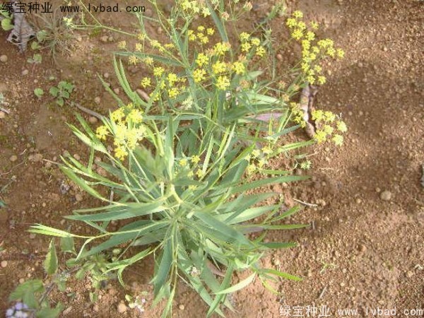 <a href='http://m.wuzhouwash.com/yaocaizhongzi/2343.html' target='_blank'>柴胡</a><a href='http://m.wuzhouwash.com/' target='_blank'>種子</a>