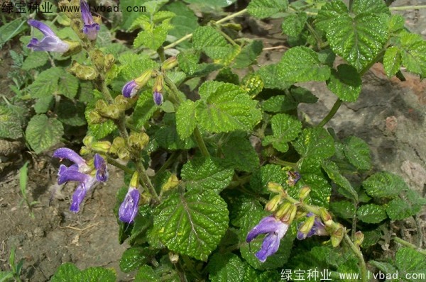 丹參<a href='http://m.wuzhouwash.com/' target='_blank'>種子</a>