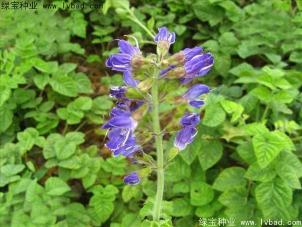 <a href='http://m.wuzhouwash.com/yaocaizhongzi/2345.html' target='_blank'>丹參種子</a>