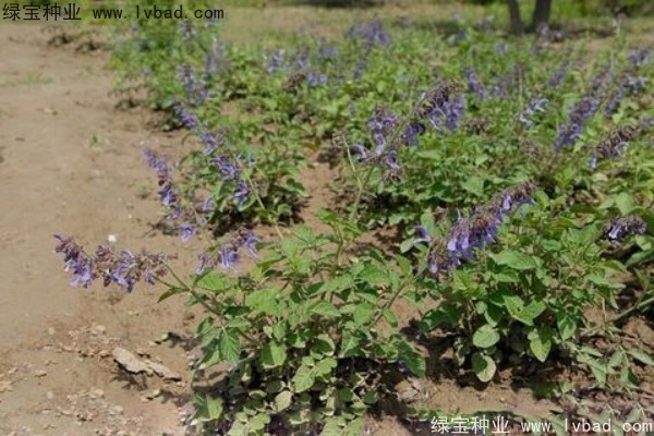 <a href='http://m.wuzhouwash.com/yaocaizhongzi/2345.html' target='_blank'>丹參種子</a>
