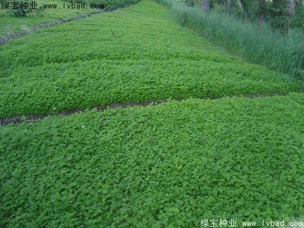<a href='http://m.wuzhouwash.com/yaocaizhongzi/2346.html' target='_blank'>當(dāng)歸種子</a>