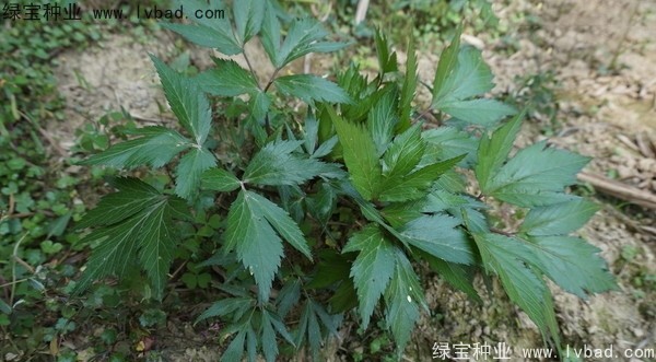 <a href='http://m.wuzhouwash.com/yaocaizhongzi/2346.html' target='_blank'>當(dāng)歸種子</a>