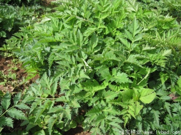 當(dāng)歸<a href='http://m.wuzhouwash.com/' target='_blank'>種子</a>