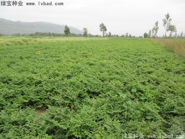 當(dāng)歸<a href='http://m.wuzhouwash.com/' target='_blank'>種子</a>
