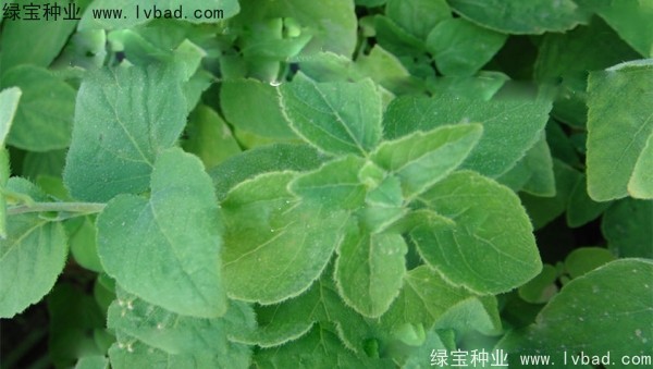 <a href='http://m.wuzhouwash.com/yaocaizhongzi/2347.html' target='_blank'>黨參種子</a>