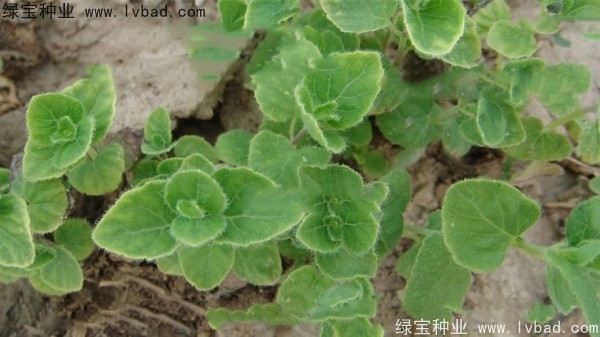 <a href='http://m.wuzhouwash.com/yaocaizhongzi/2347.html' target='_blank'>黨參種子</a>