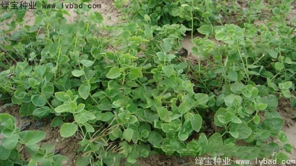 <a href='http://m.wuzhouwash.com/yaocaizhongzi/2347.html' target='_blank'>黨參種子</a>