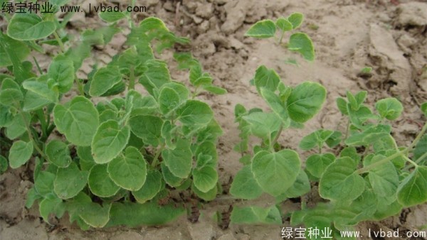 黨參<a href='http://m.wuzhouwash.com/' target='_blank'>種子</a>