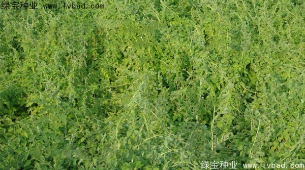 黨參<a href='http://m.wuzhouwash.com/' target='_blank'>種子</a>