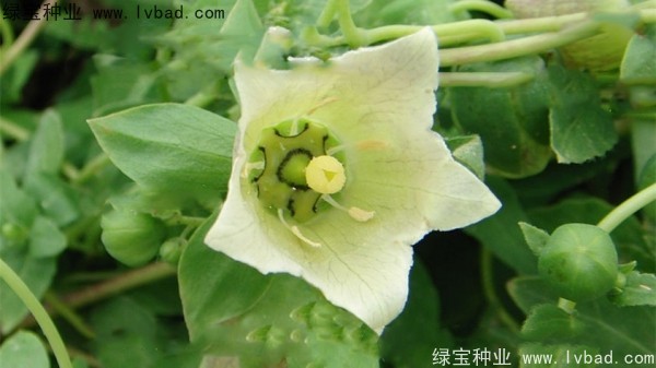 黨參種子