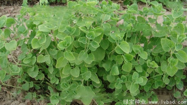 <a href='http://m.wuzhouwash.com/yaocaizhongzi/2347.html' target='_blank'>黨參種子</a>