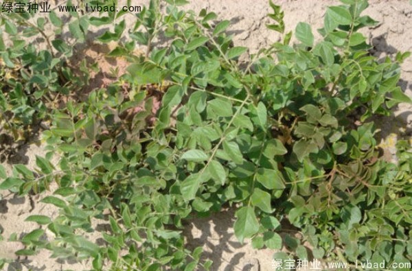 甘草<a href='http://m.wuzhouwash.com/' target='_blank'>種子</a>