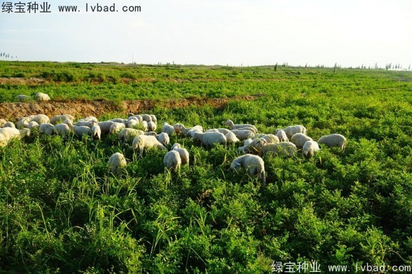 <a href='http://m.wuzhouwash.com/yaocaizhongzi/2350.html' target='_blank'>甘草種子</a>