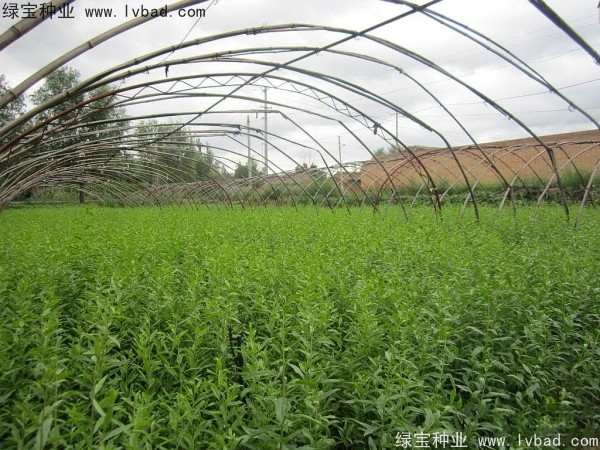 <a href='http://m.wuzhouwash.com/yaocaizhongzi/2351.html' target='_blank'>枸杞種子</a>