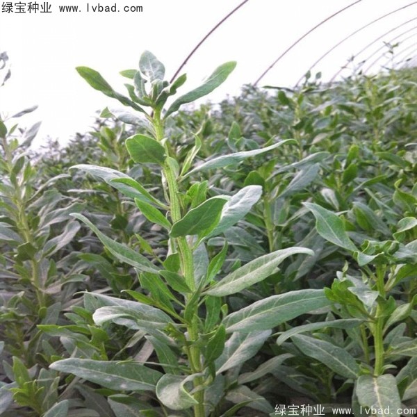 枸杞<a href='http://m.wuzhouwash.com/' target='_blank'>種子</a>