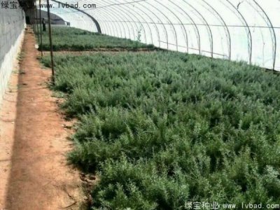 枸杞種子