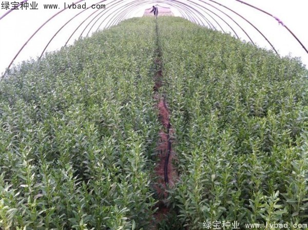 <a href='http://m.wuzhouwash.com/yaocaizhongzi/2351.html' target='_blank'>枸杞</a><a href='http://m.wuzhouwash.com/' target='_blank'>種子</a>