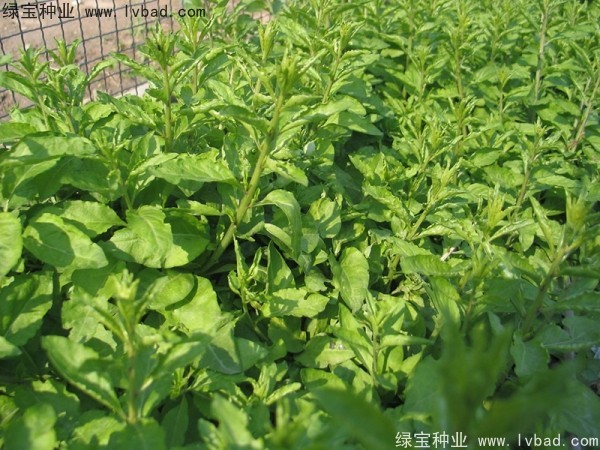 枸杞<a href='http://m.wuzhouwash.com/' target='_blank'>種子</a>