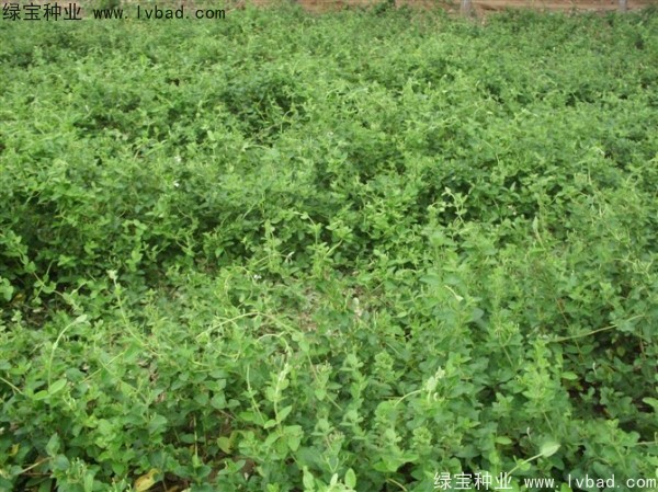 <a href='http://m.wuzhouwash.com/yaocaizhongzi/2351.html' target='_blank'>枸杞種子</a>