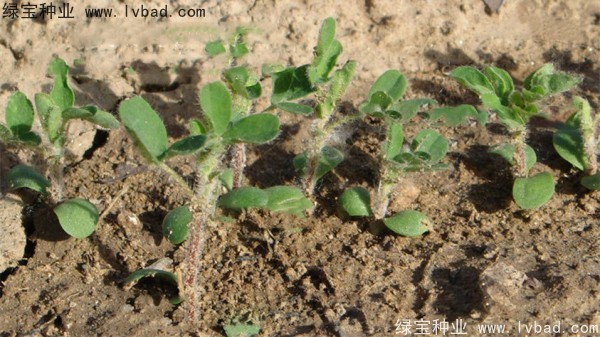 <a href='http://m.wuzhouwash.com/yaocaizhongzi/2353.html' target='_blank'>黃芪種子</a>