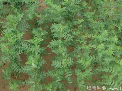黃芪種子