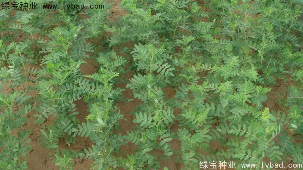 <a href='http://m.wuzhouwash.com/yaocaizhongzi/2353.html' target='_blank'>黃芪種子</a>