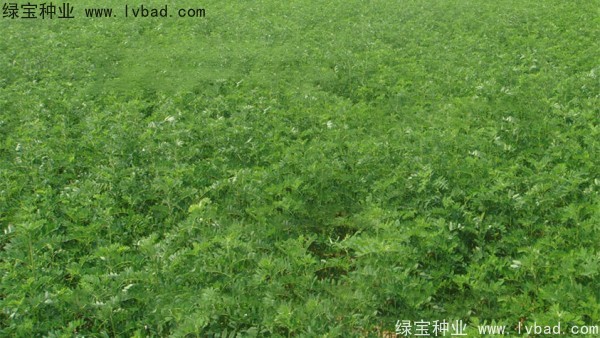 <a href='http://m.wuzhouwash.com/yaocaizhongzi/2353.html' target='_blank'>黃芪種子</a>