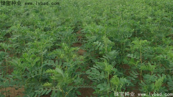 <a href='http://m.wuzhouwash.com/yaocaizhongzi/2353.html' target='_blank'>黃芪種子</a>