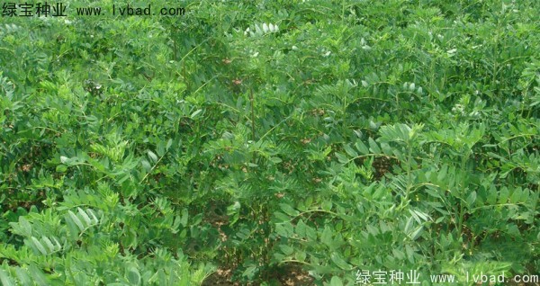 黃芪<a href='http://m.wuzhouwash.com/' target='_blank'>種子</a>