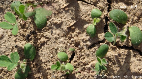 黃芪<a href='http://m.wuzhouwash.com/' target='_blank'>種子</a>
