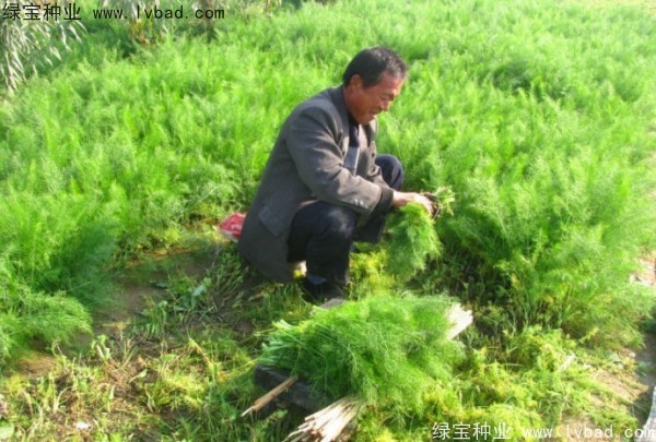 <a href='http://m.wuzhouwash.com/yaocaizhongzi/2354.html' target='_blank'>茴香種子</a>